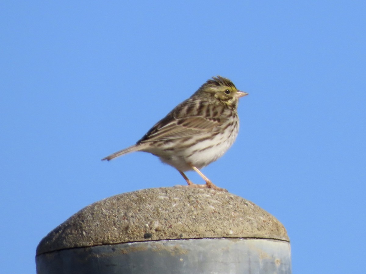 Savannah Sparrow - ML134374481