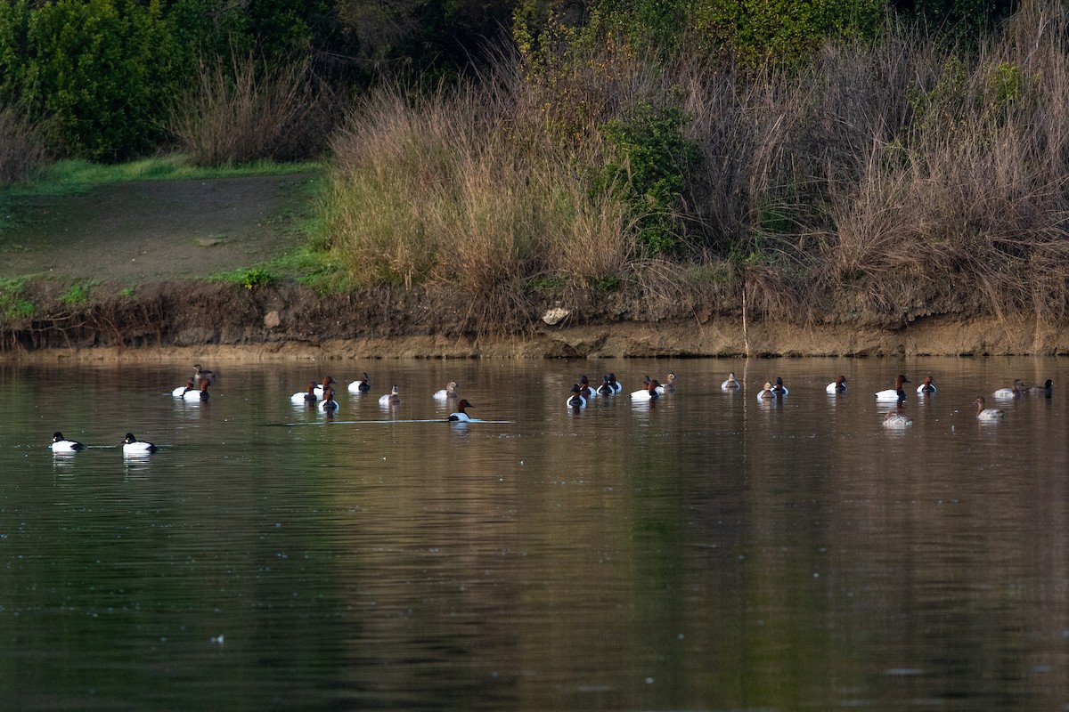 Canvasback - ML134374521