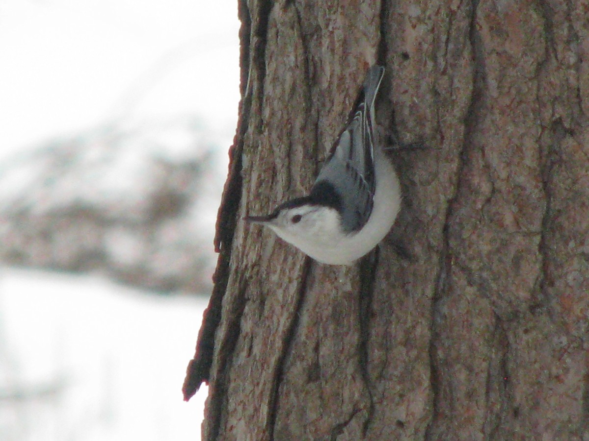 White-breasted Nuthatch - ML134374621