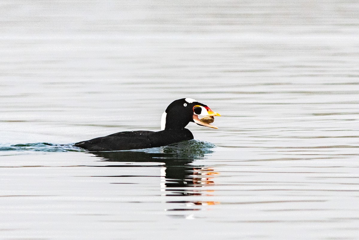 Surf Scoter - Jared Keyes