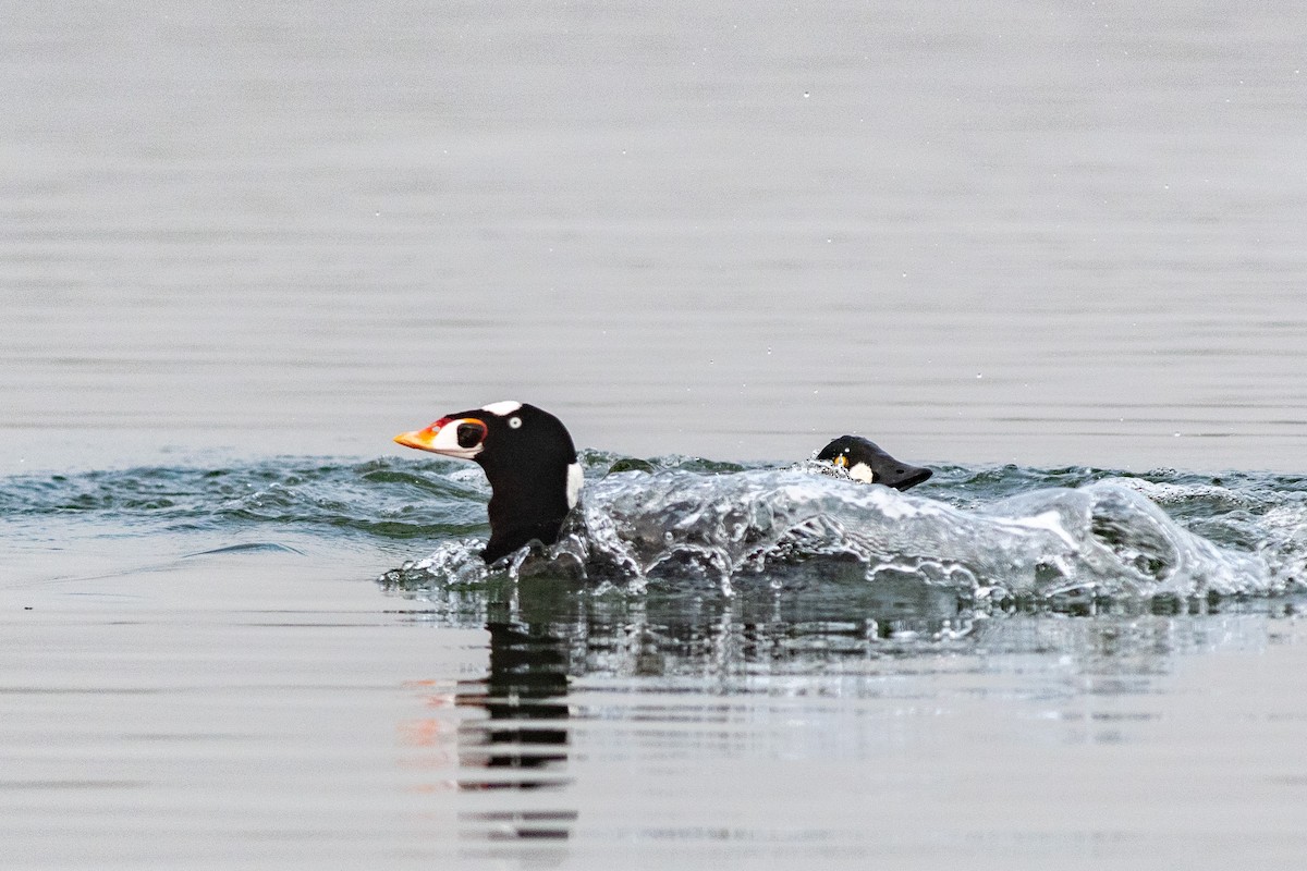 Surf Scoter - ML134374941