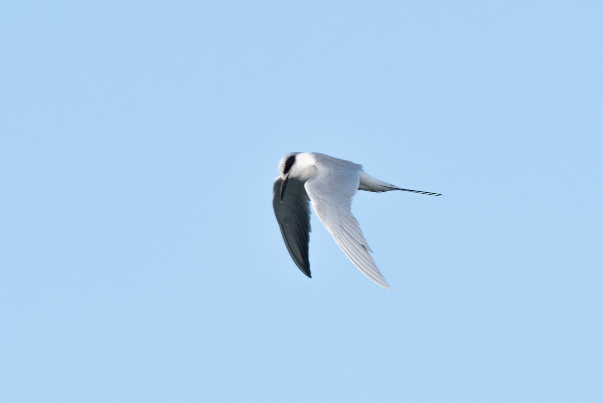 Forster's Tern - Jared Keyes