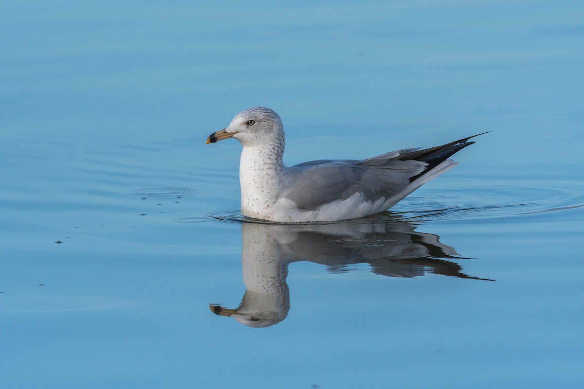 Ring-billed Gull - Jared Keyes