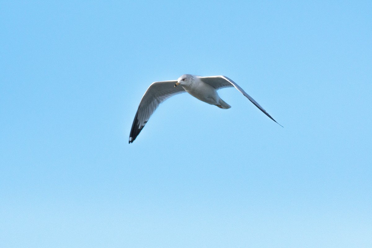 Ring-billed Gull - ML134375081