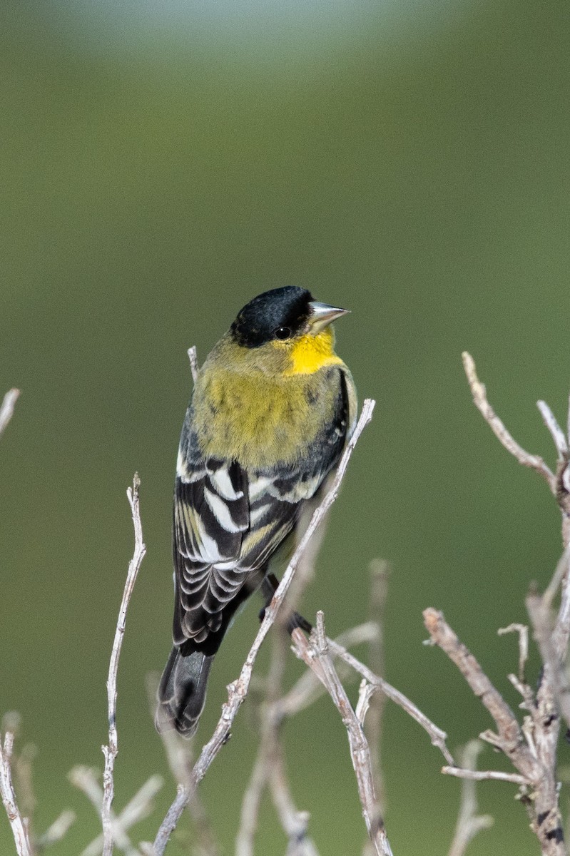 Lesser Goldfinch - ML134375101