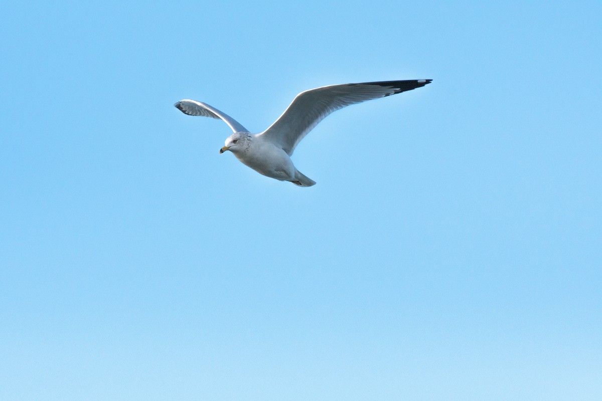 Ring-billed Gull - ML134375131