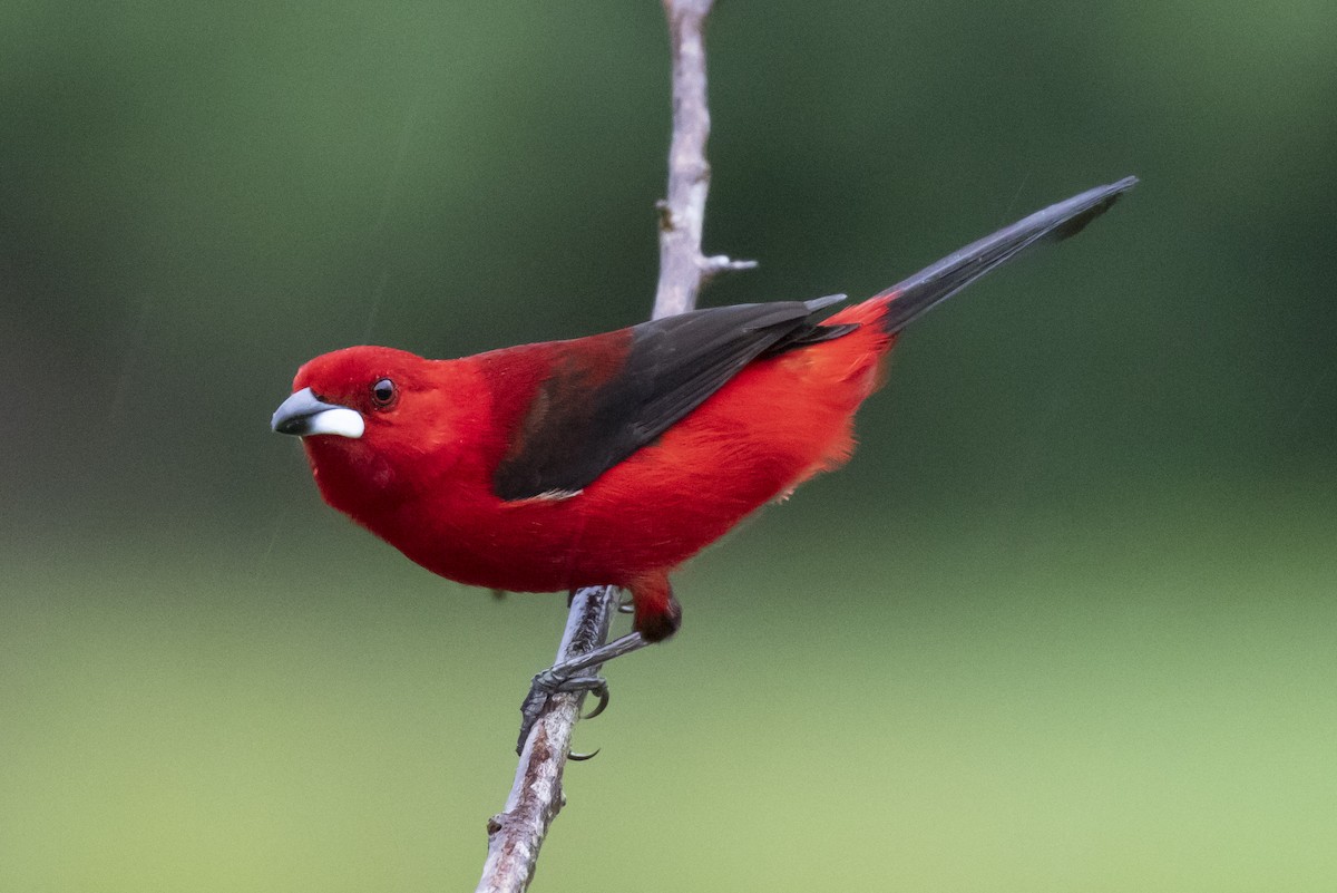 Brazilian Tanager - ML134376441