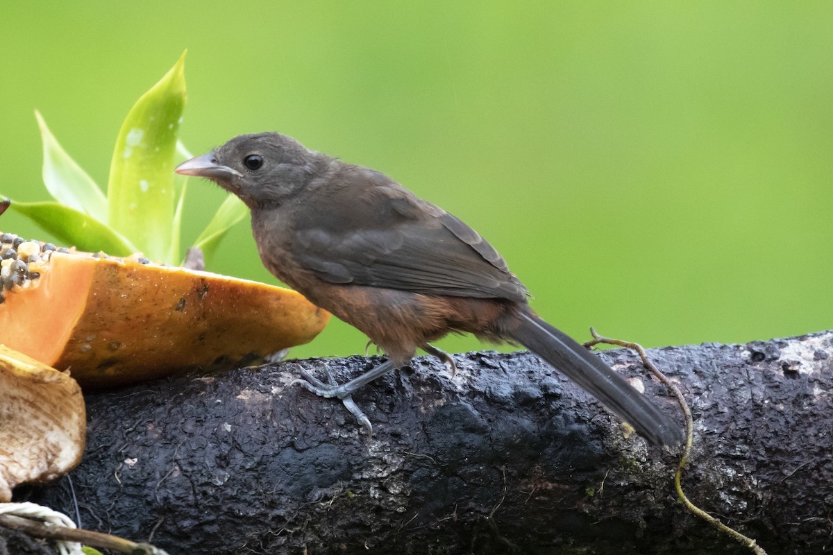 Brazilian Tanager - ML134376601