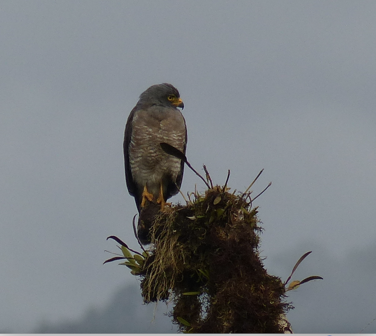 Roadside Hawk - ML134378001