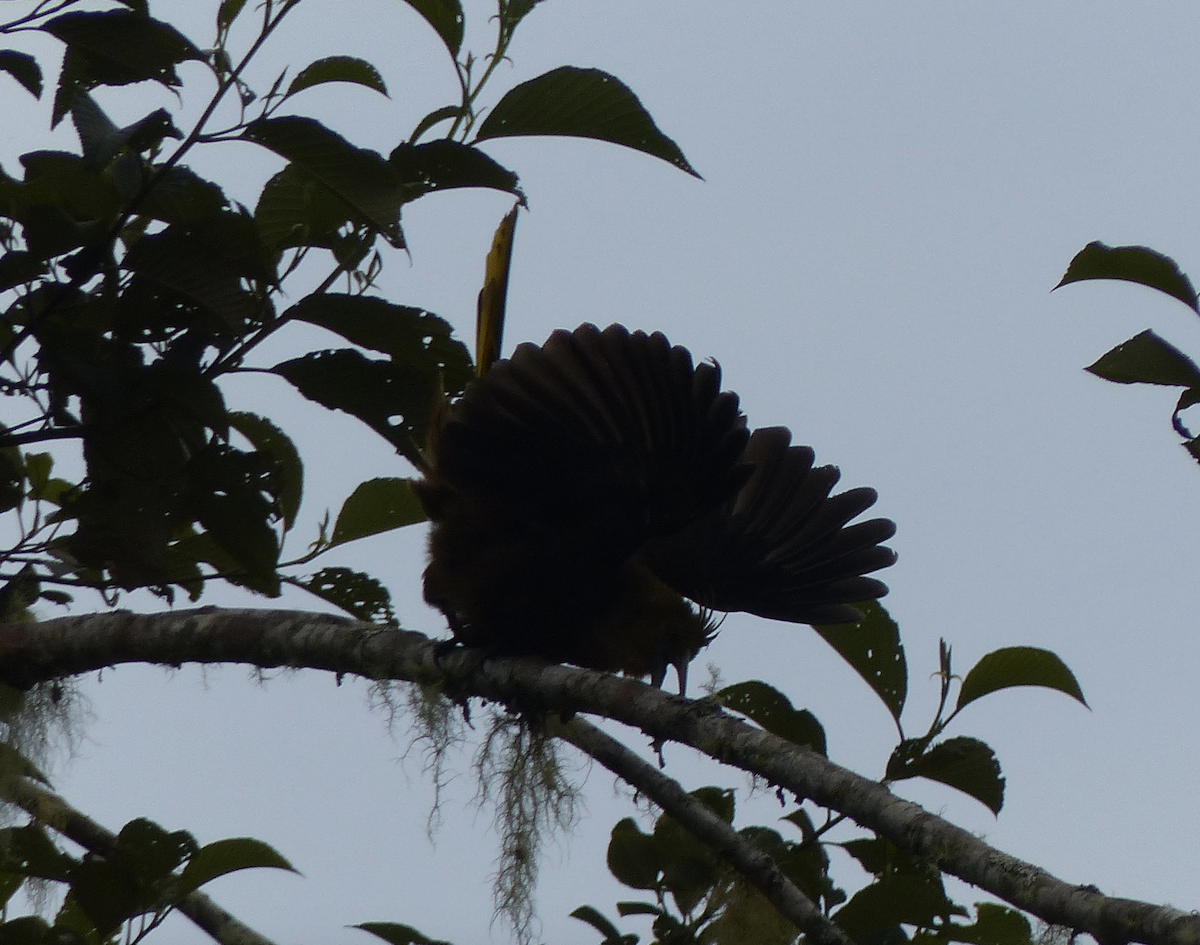 Russet-backed Oropendola - ML134378111