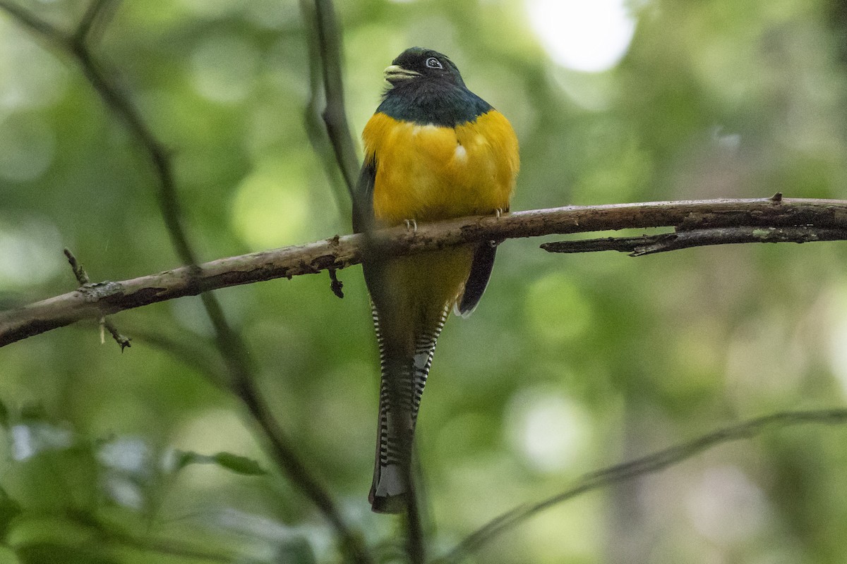 Atlantic Black-throated Trogon - ML134378131