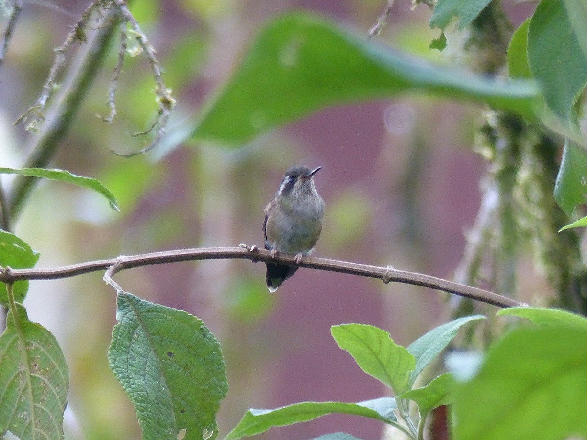 Speckled Hummingbird - ML134378151