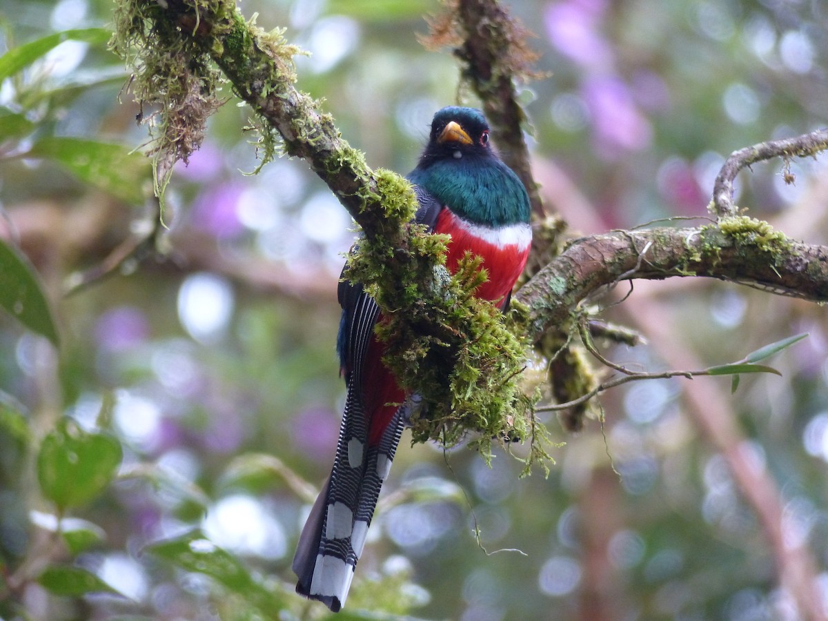 Masked Trogon - ML134378191