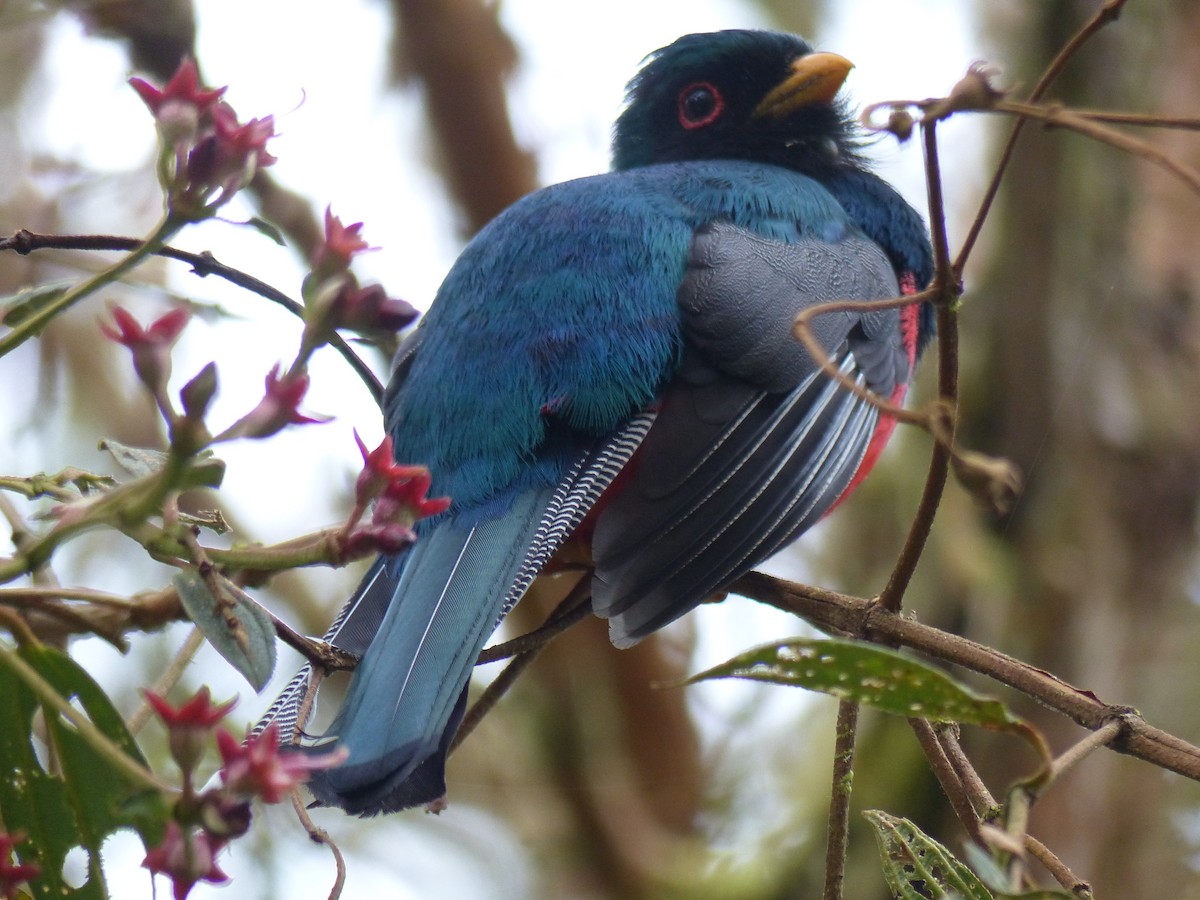 Masked Trogon - ML134378201