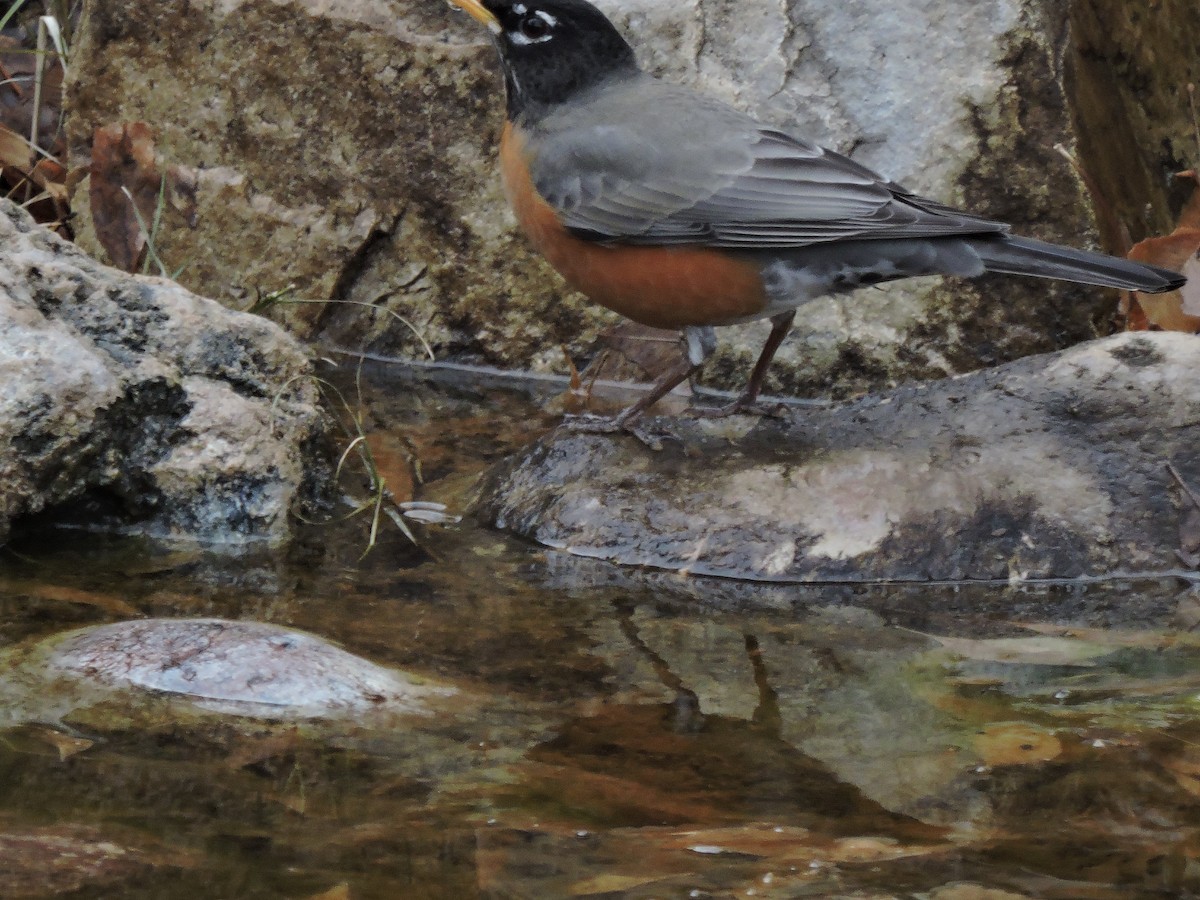 American Robin - Melody Walsh