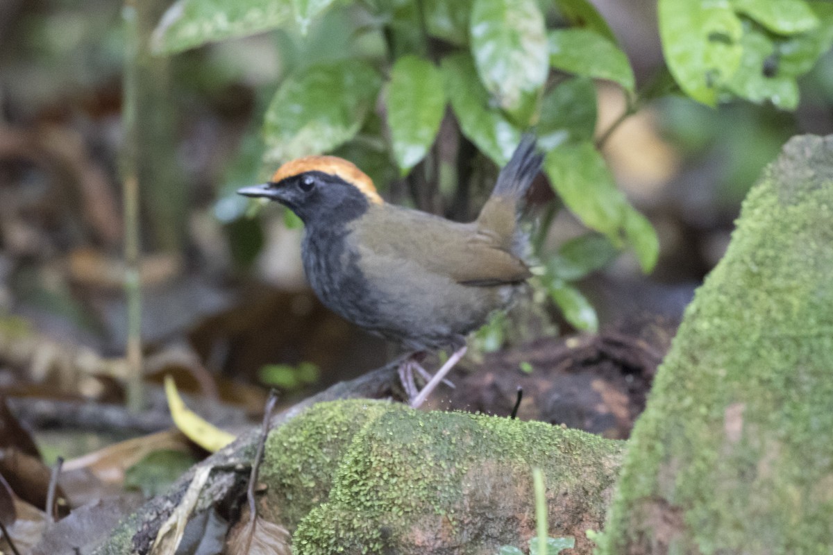 Rufous-capped Antthrush - ML134379121