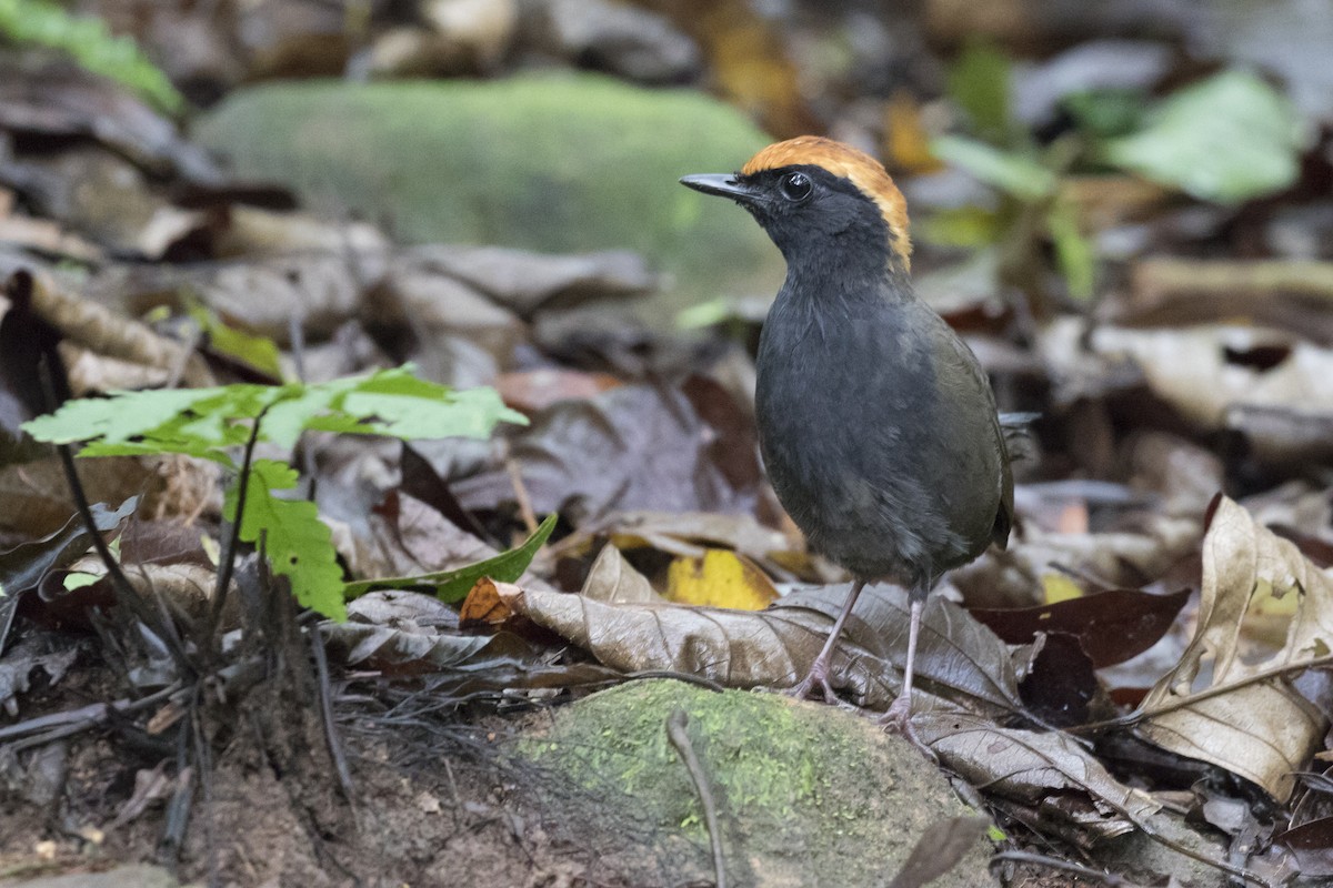 Rufous-capped Antthrush - ML134379131