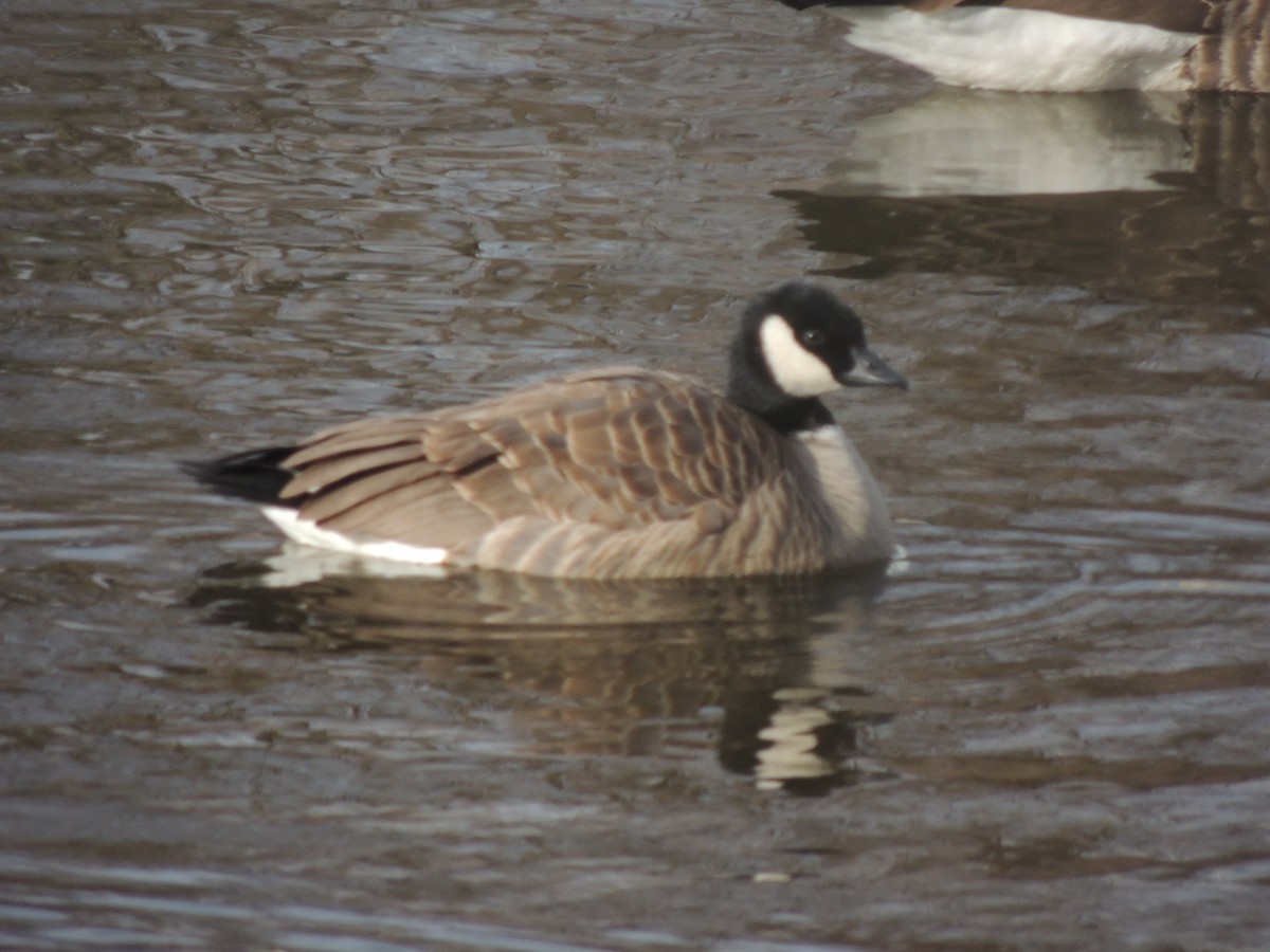 Cackling Goose - ML134381461