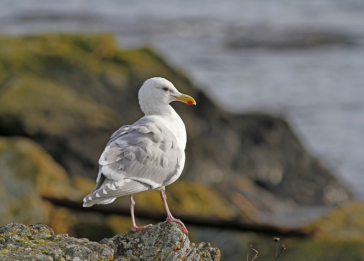 Glaucous-winged Gull - Marie O'Shaughnessy
