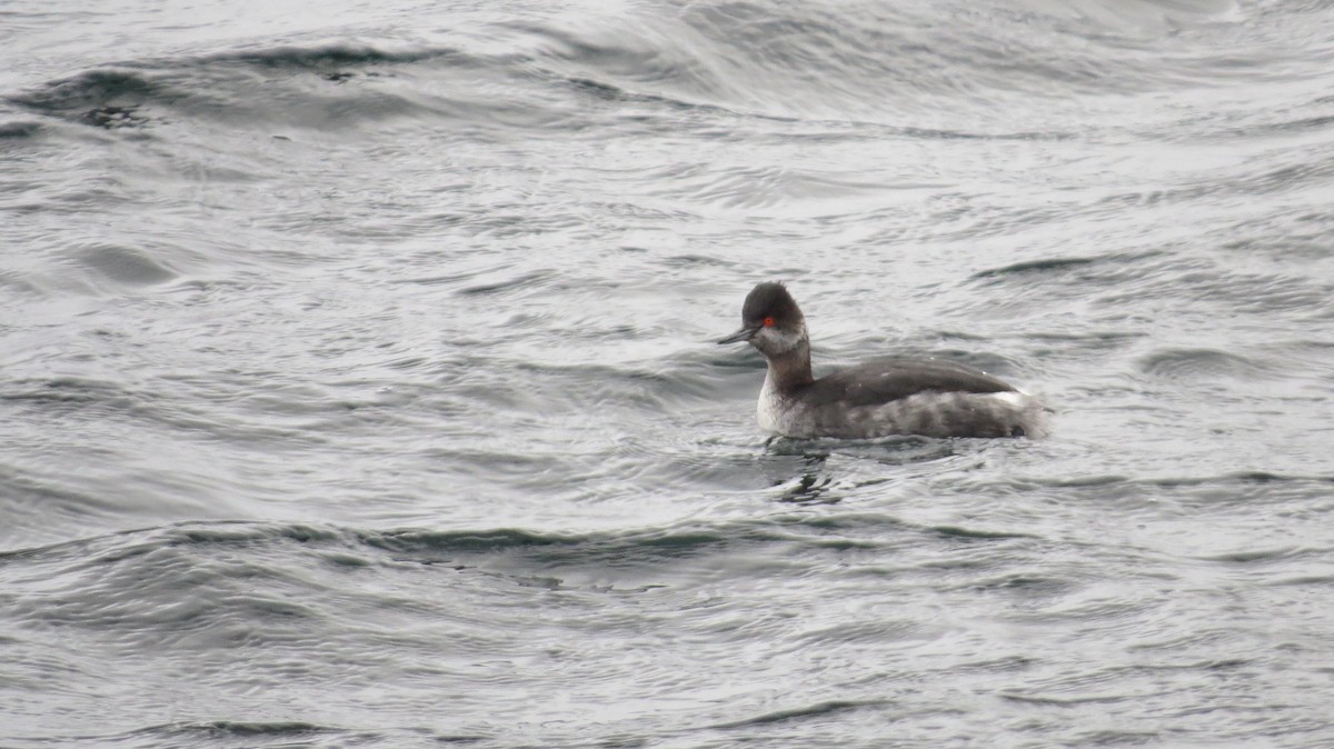 Eared Grebe - ML134384221