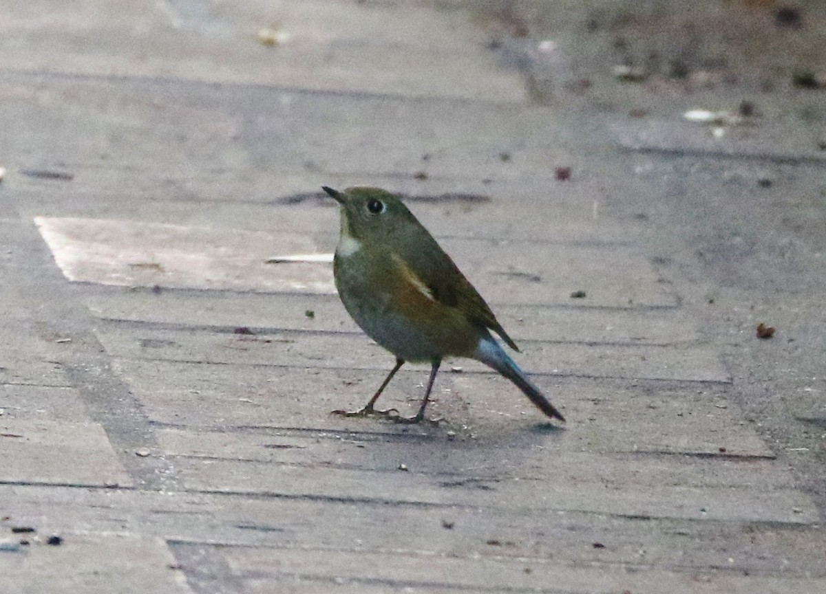 Red-flanked Bluetail - ML134386241