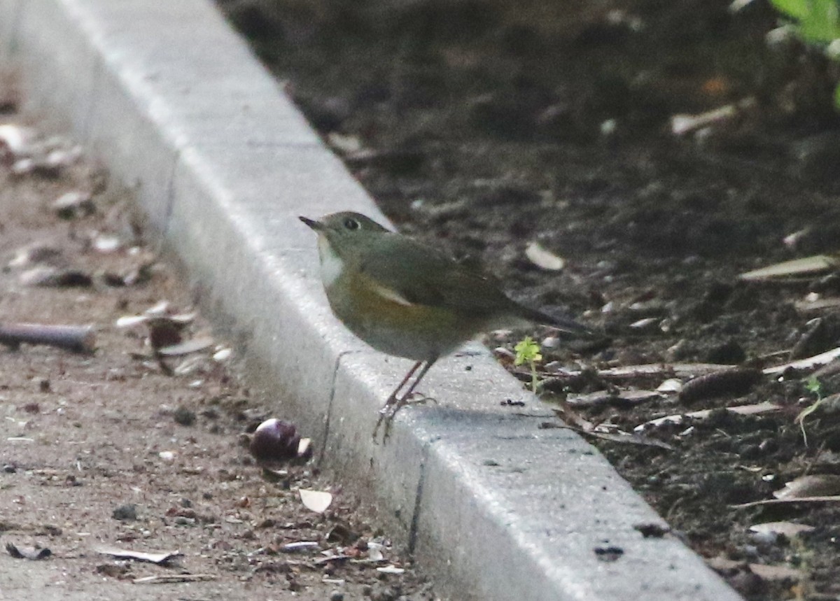 Red-flanked Bluetail - ML134386251