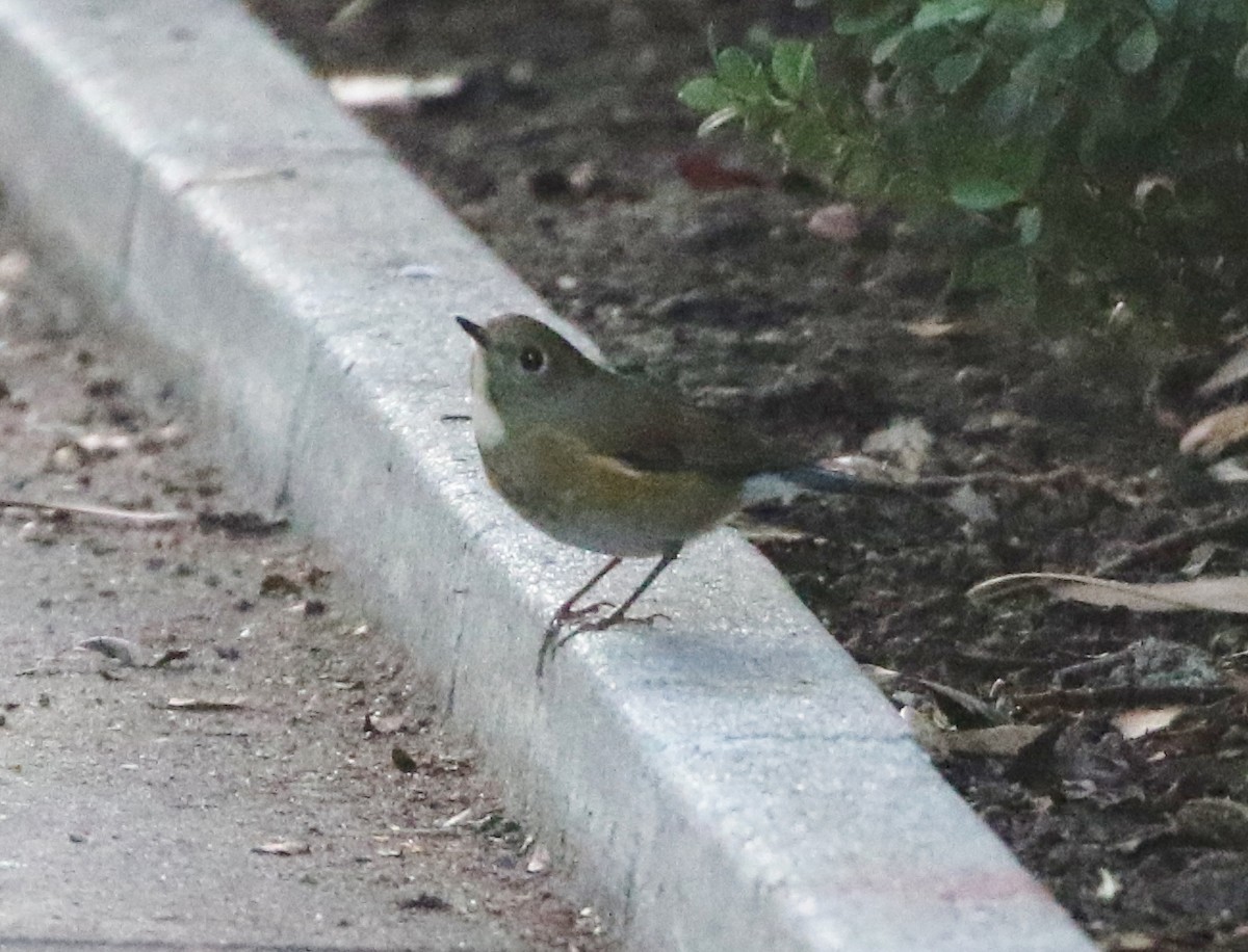 Red-flanked Bluetail - ML134386261
