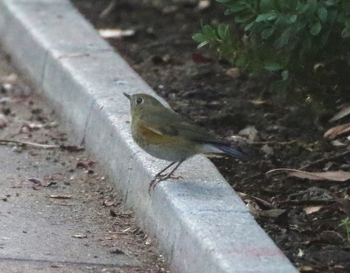 Red-flanked Bluetail - ML134386271