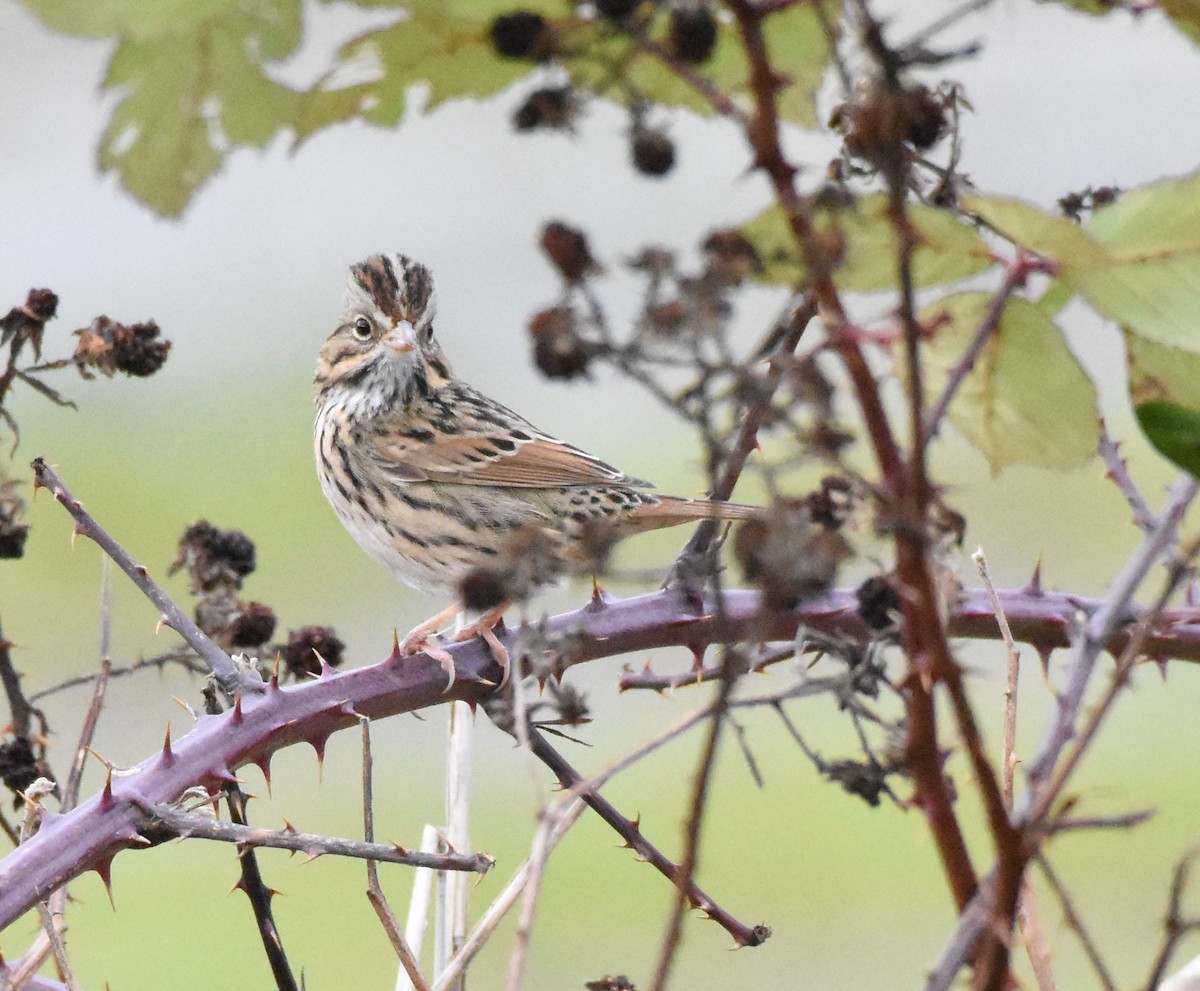 Lincoln's Sparrow - ML134386541
