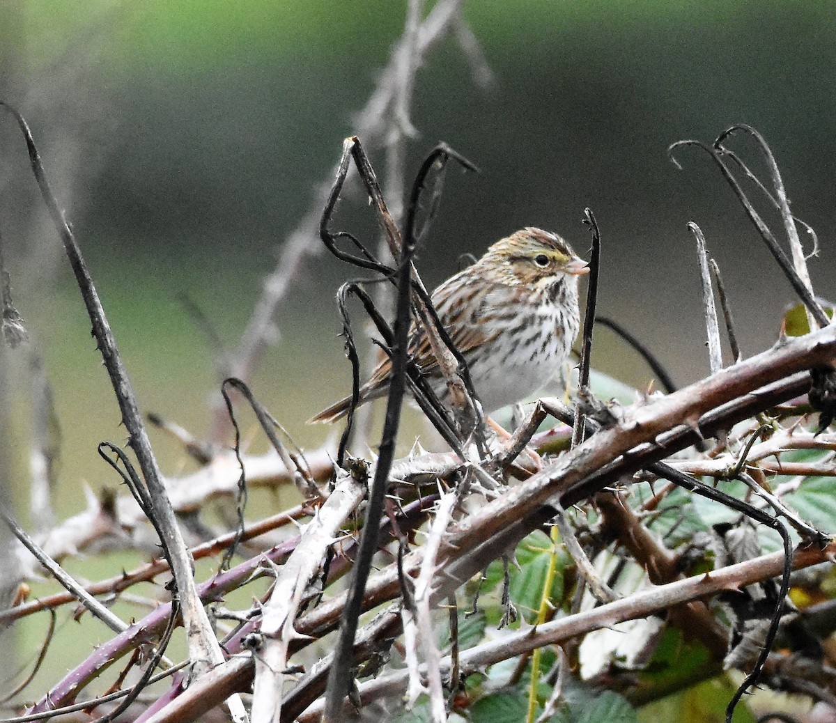 Savannah Sparrow - ML134386571