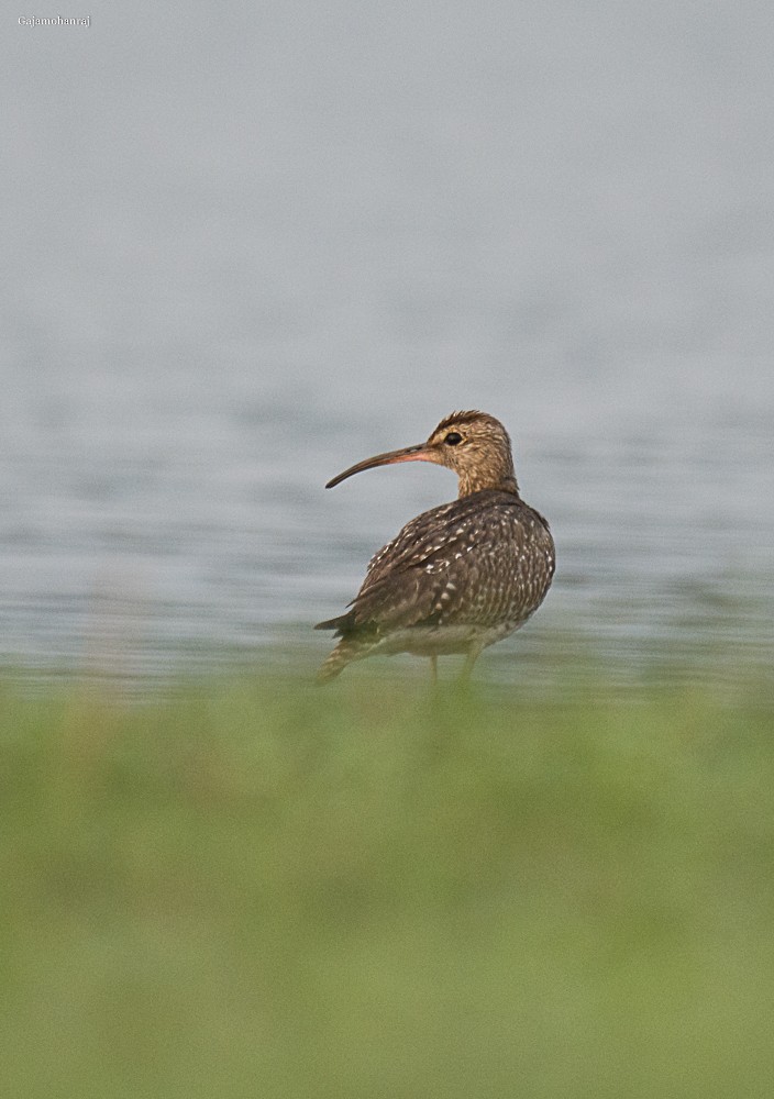 Zarapito Trinador - ML134387481