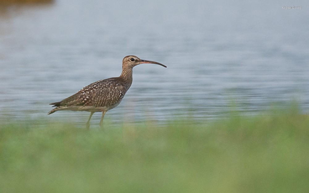 Whimbrel - ML134387491