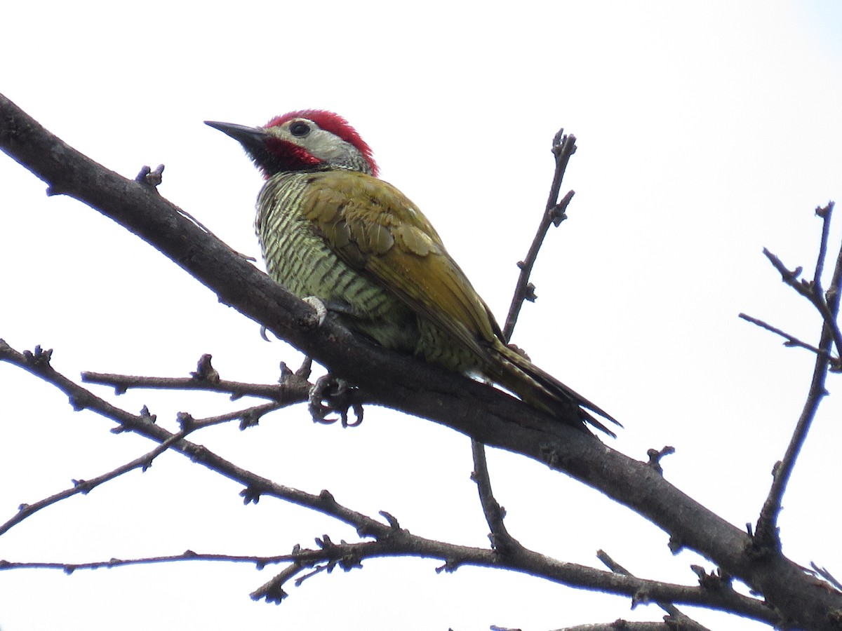 Golden-olive Woodpecker - ML134388061