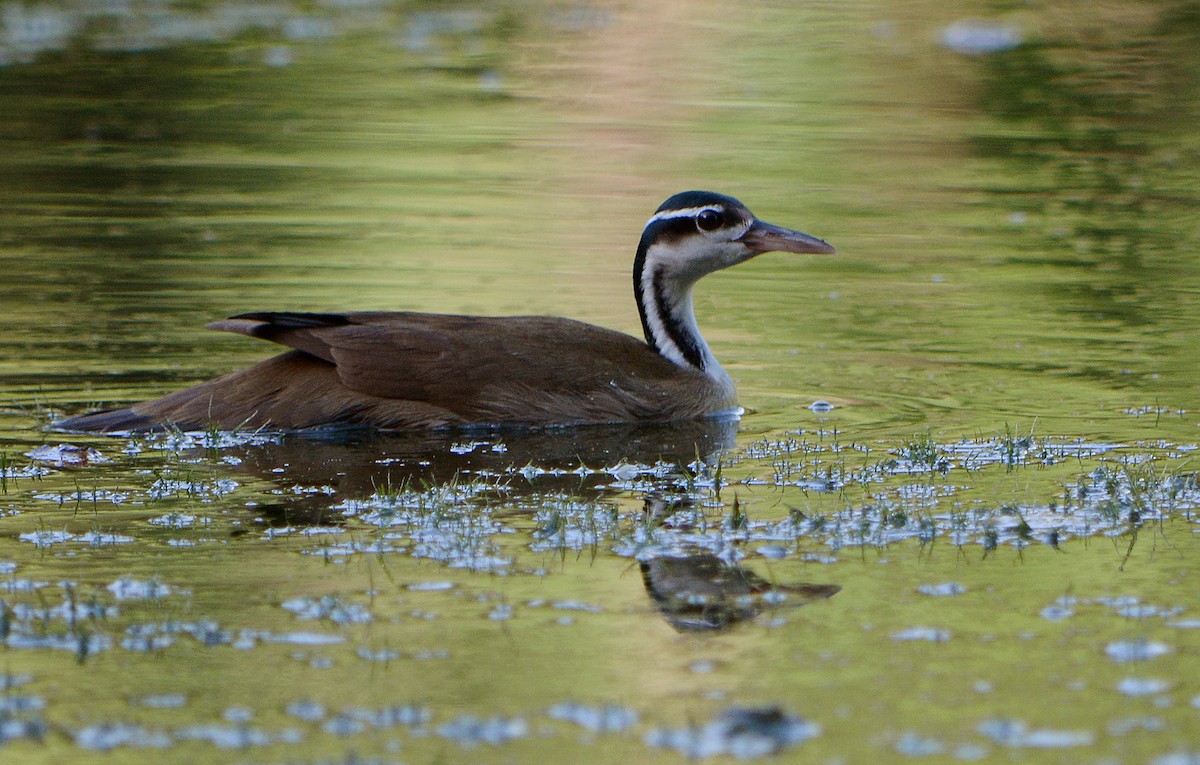 Sungrebe - ML134388081