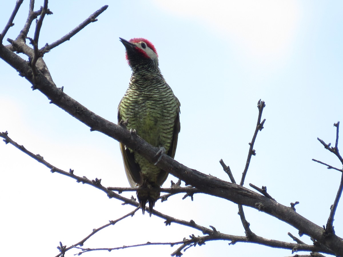 Golden-olive Woodpecker - ML134388101