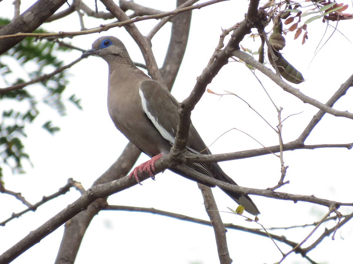 West Peruvian Dove - ML134388161