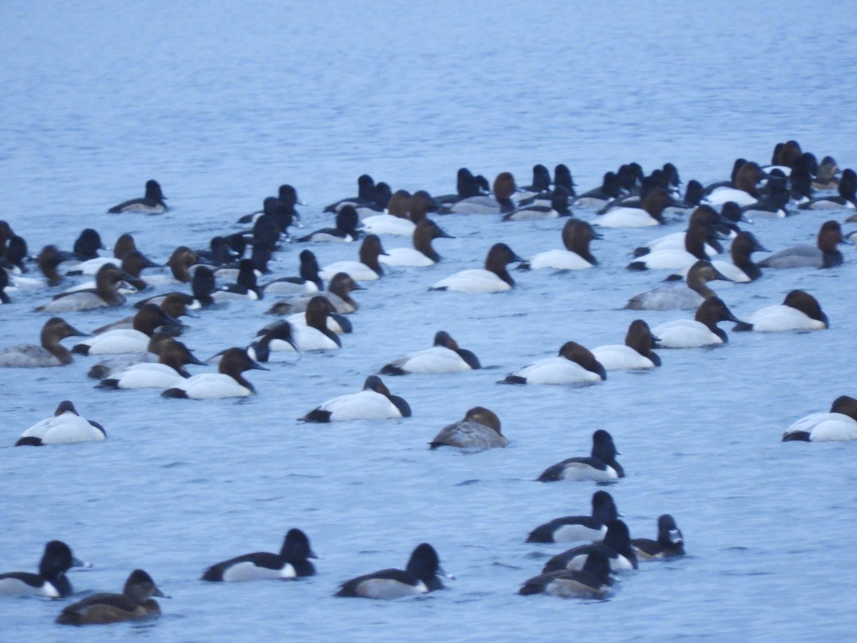 Ring-necked Duck - Cliff Cordy