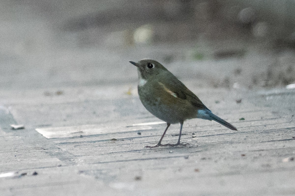 Red-flanked Bluetail - ML134389511