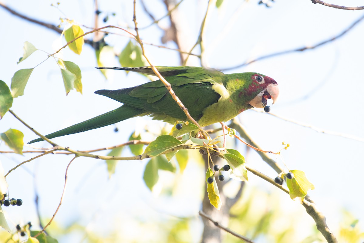 Mitred Parakeet - ML134389591