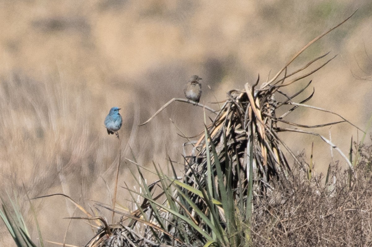 Mountain Bluebird - Adam Jackson