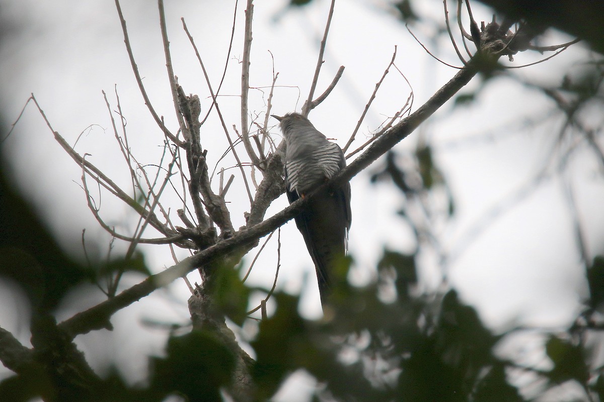 Madagascar Cuckoo - ML134393151