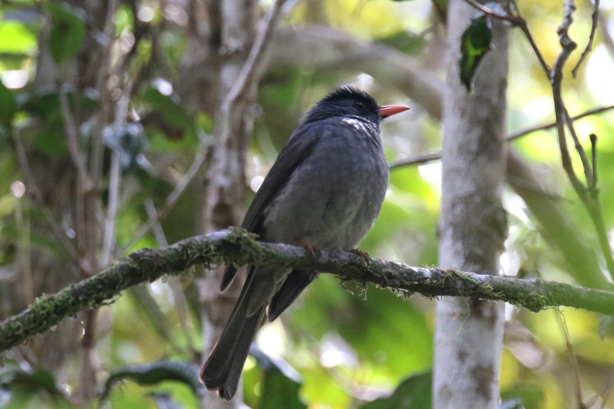 Malagasy Bulbul - ML134393271