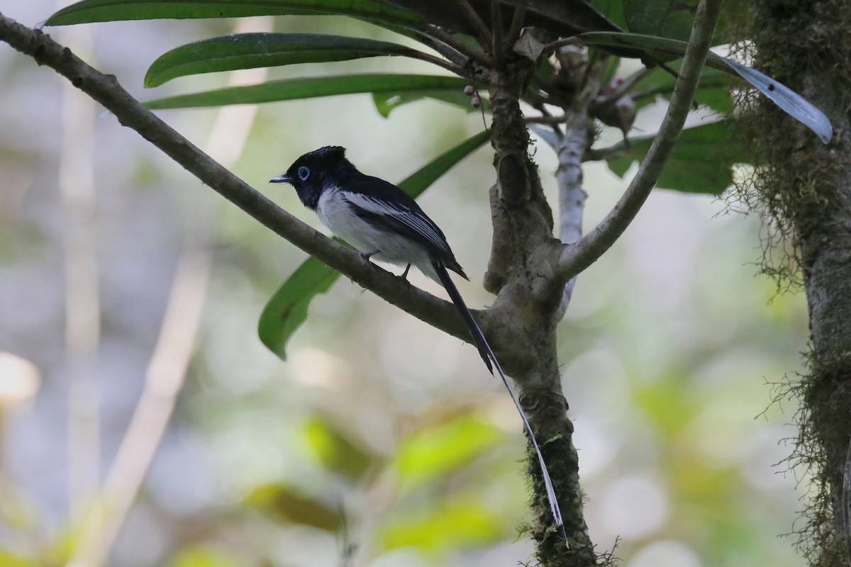 Malagasy Paradise-Flycatcher (Malagasy) - ML134393301