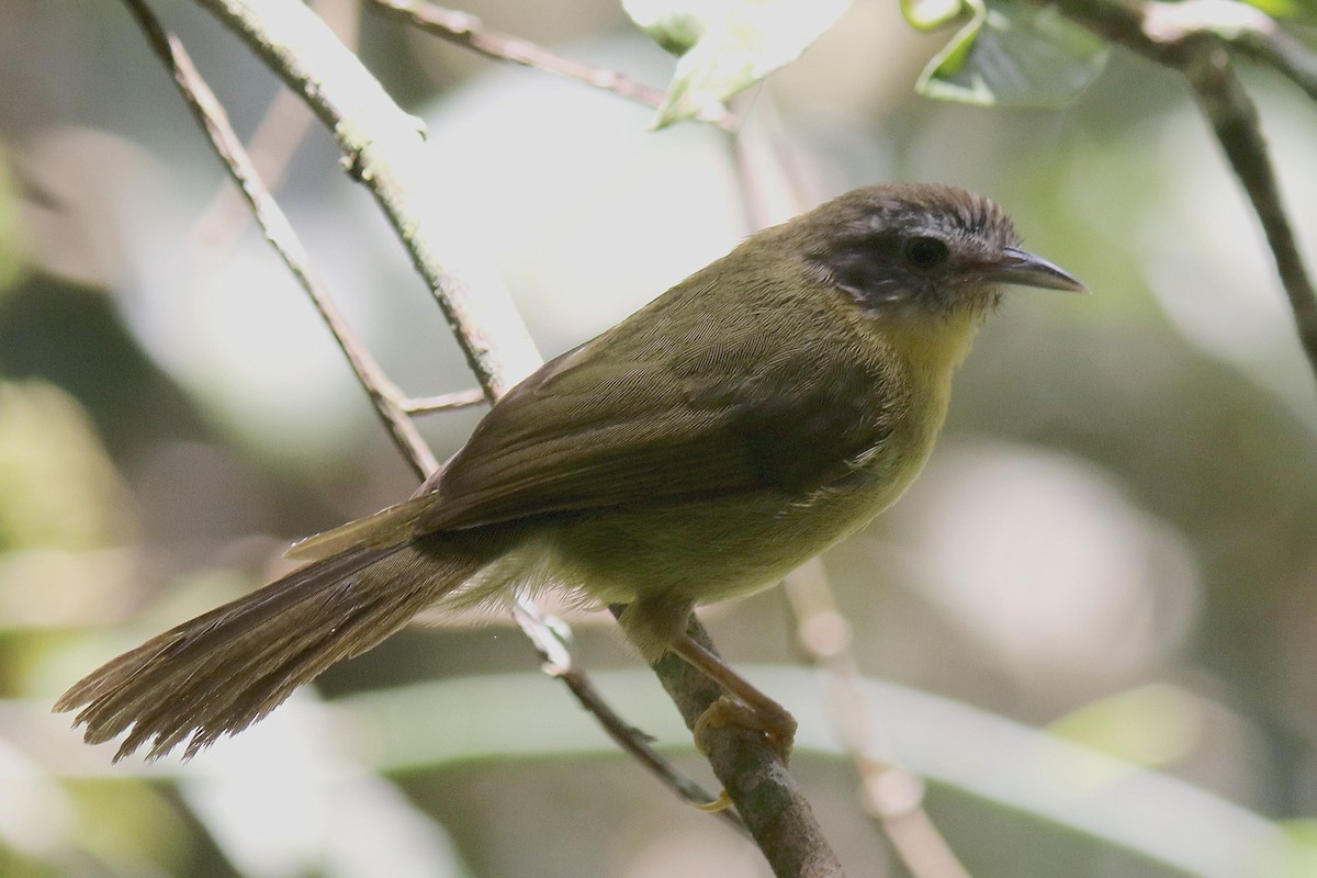 Wedge-tailed Jery - ML134393341