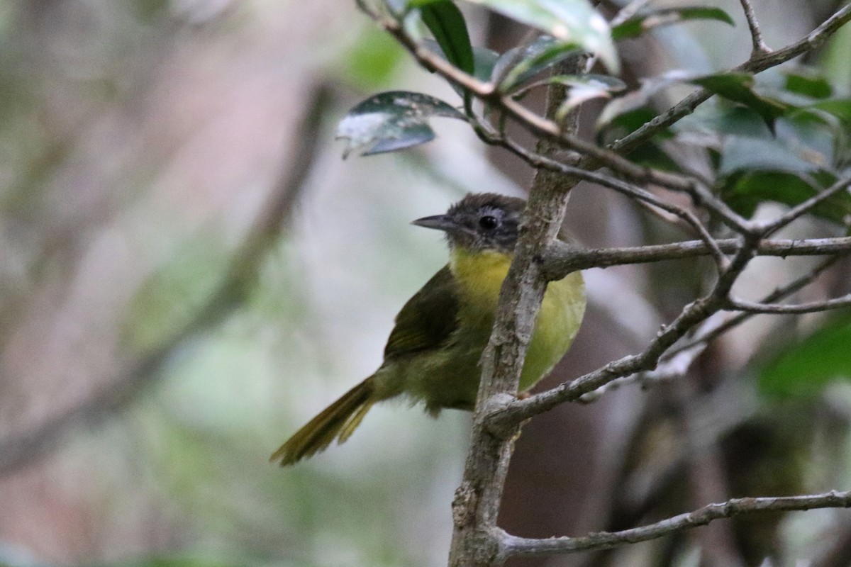 Wedge-tailed Jery - Stephen Gast