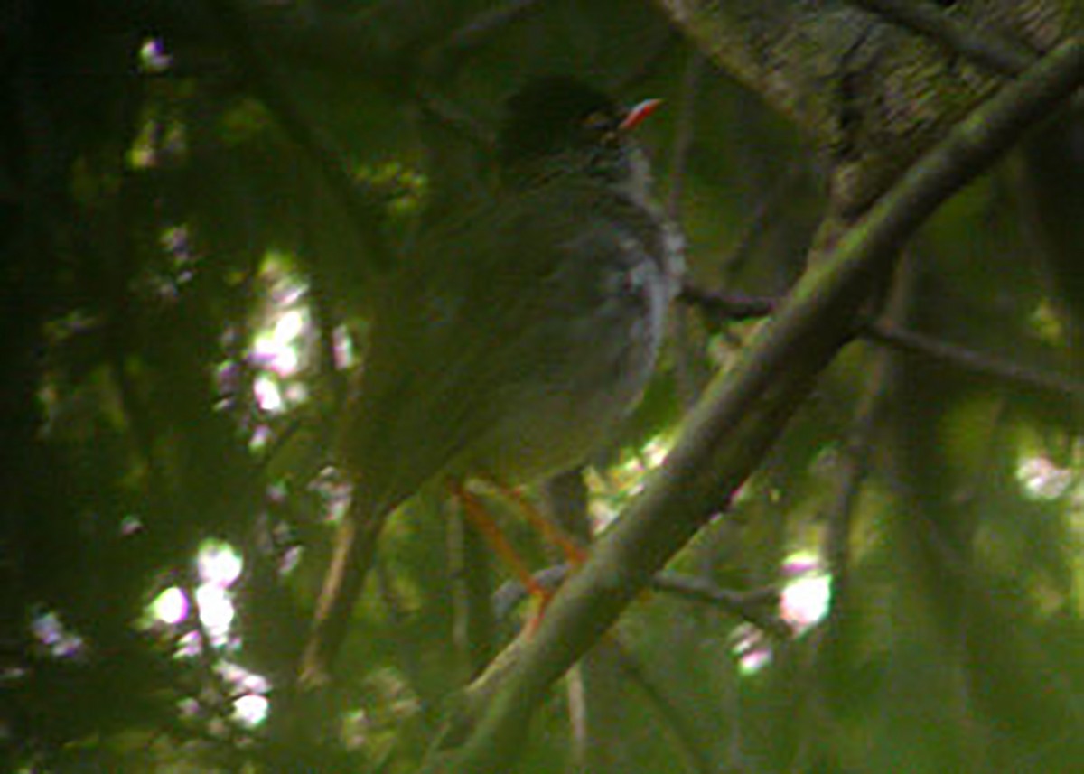 Black-headed Nightingale-Thrush - Andrew Birch