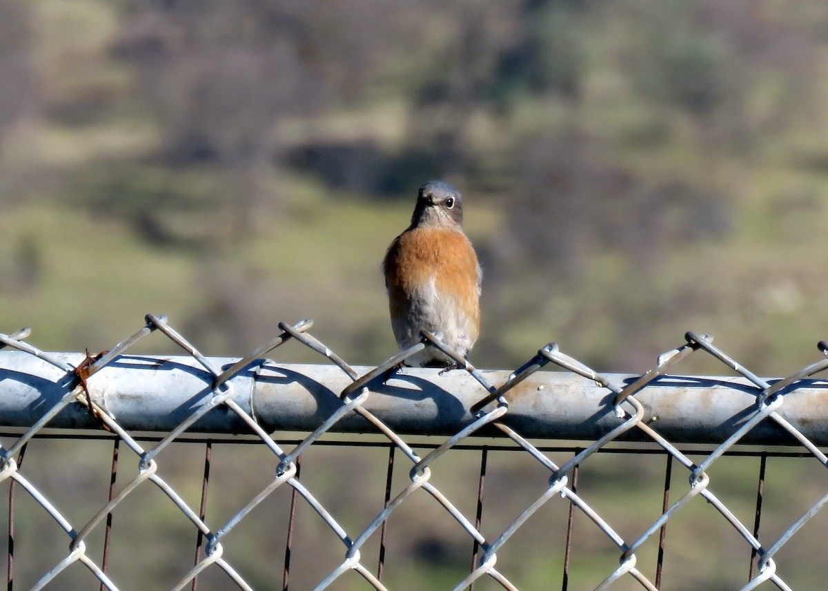 Western Bluebird - ML134394461