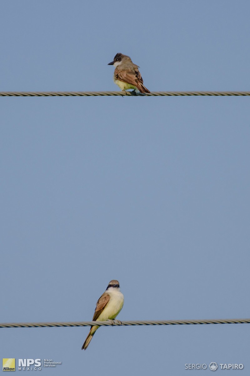 Cassin's Kingbird - ML134396671