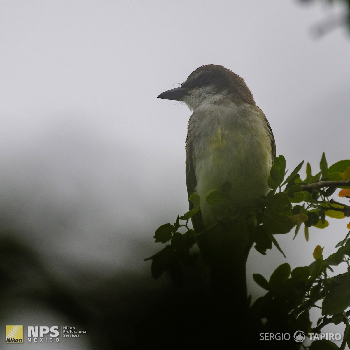 Cassin's Kingbird - ML134396681