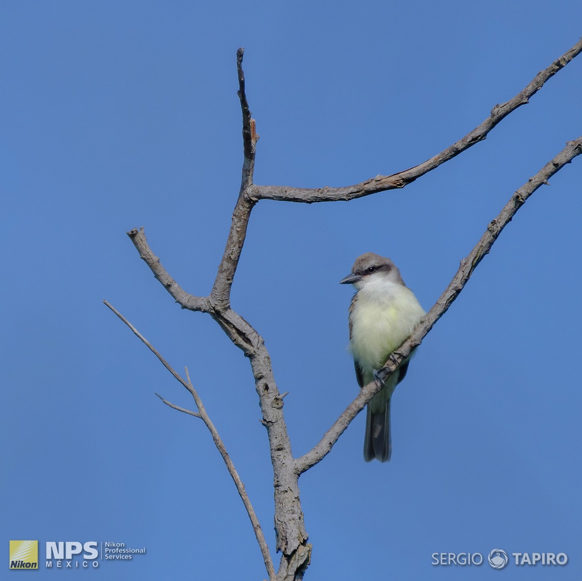 Cassin's Kingbird - ML134396691